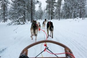 a group of dogs on a snowy road