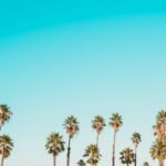 green-and-brown palm trees under clear blue sky