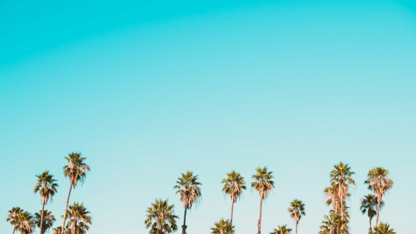 green-and-brown palm trees under clear blue sky