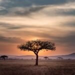 brown tree on surrounded by brown grass during golden hour