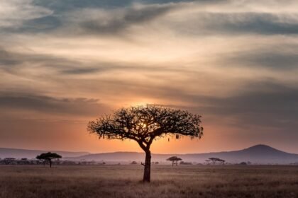 brown tree on surrounded by brown grass during golden hour