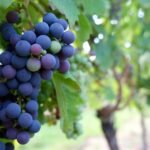 purple grapes fruit