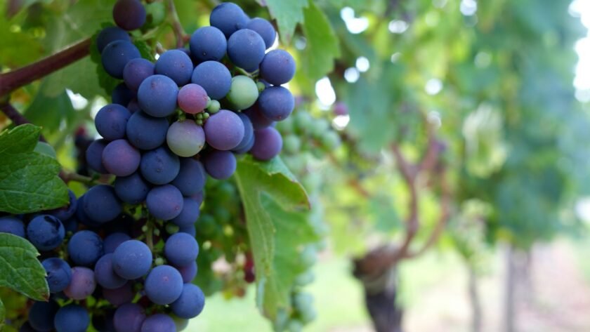 purple grapes fruit