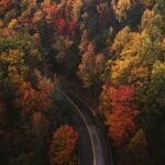 aerial photography of trees and road