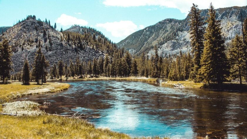 forest and body of water during day