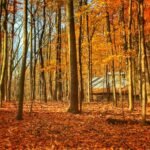 orange dried leaves near trees