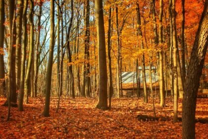 orange dried leaves near trees