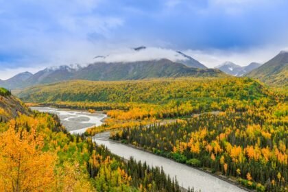 river beside forest under bright sky