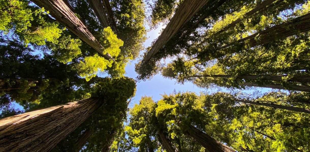 low angle photography of green trees during daytime