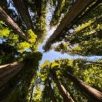 low angle photography of green trees during daytime