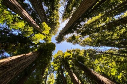 low angle photography of green trees during daytime