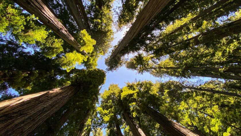 low angle photography of green trees during daytime